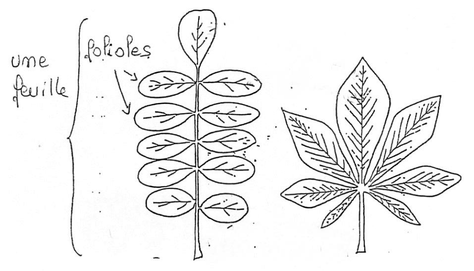 Feuilles simples, feuilles composées